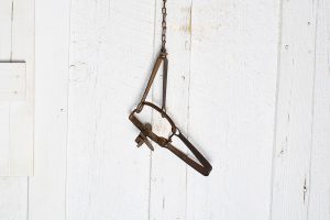 animal trap